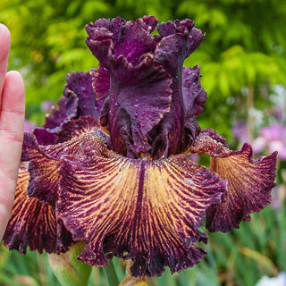 Drama Queen Bearded Iris Seeds